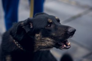Richmond Dog Bite Injury